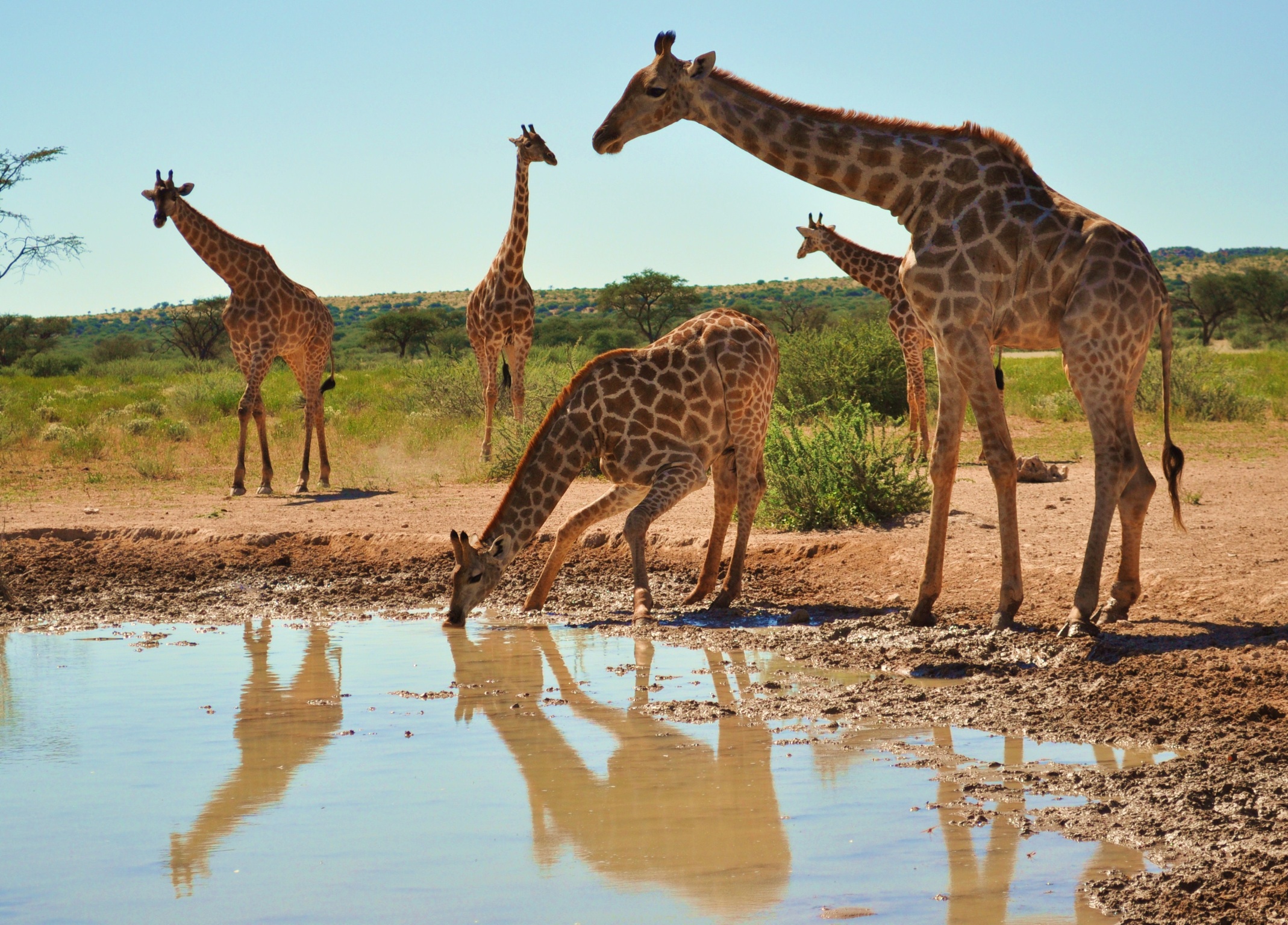 Жираф живет лет. Африканские животные. Жирафы в Африке. Жирафы на водопое.