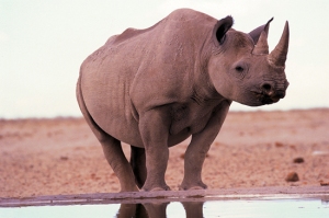Black rhino